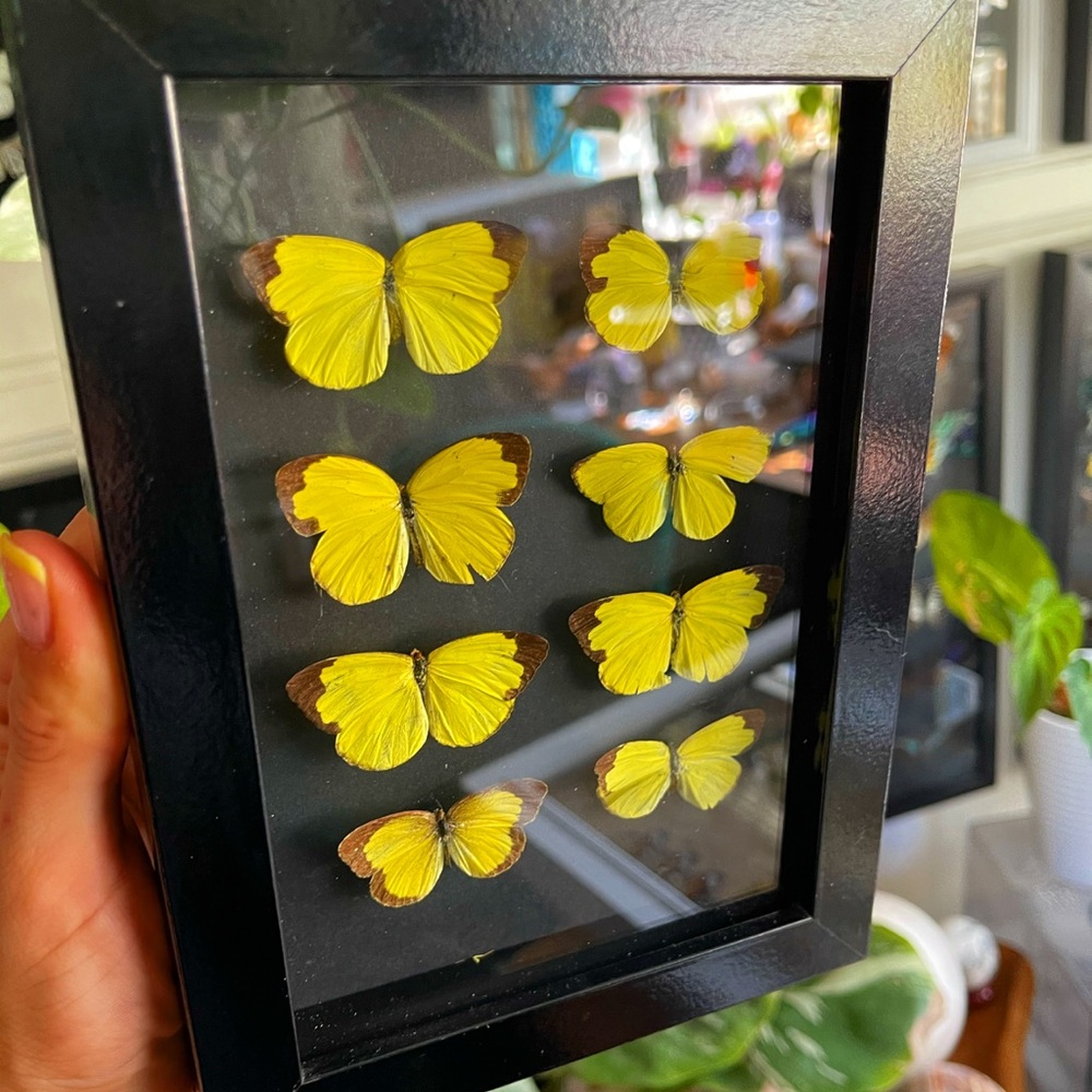 Framed butterflies in shadow boxes